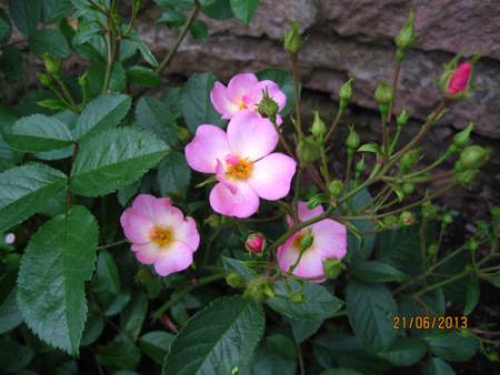 gallery_71323_5497_17631.jpg