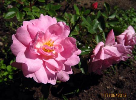 gallery_71323_5497_36202.jpg