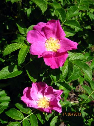 gallery_71323_5497_61741.jpg