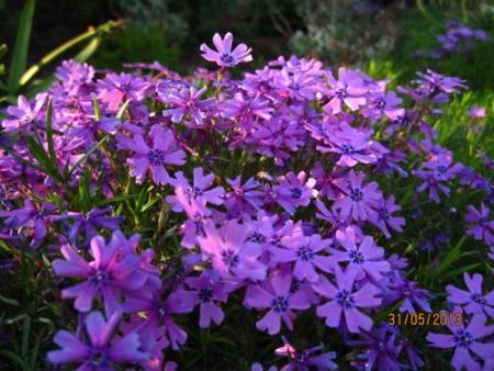 gallery_71323_5497_71160.jpg