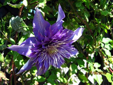 gallery_71323_5497_82399.jpg