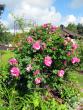 tn_gallery_276_1247_57759.jpg