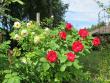 tn_gallery_276_1328_78177.jpg