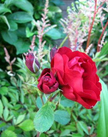 gallery_276_1271_27534.jpg