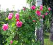 tn_gallery_276_1250_116198.jpg