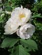 tn_gallery_276_1271_30844.jpg