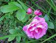 tn_gallery_276_1271_77393.jpg