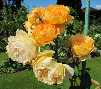 gallery_276_1247_72818.jpg