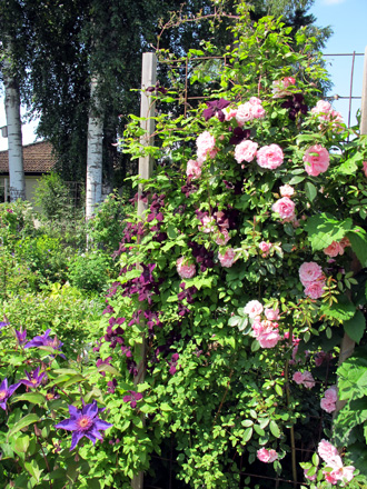 gallery_276_1250_101353.jpg