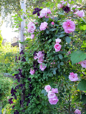 gallery_276_1250_89784.jpg