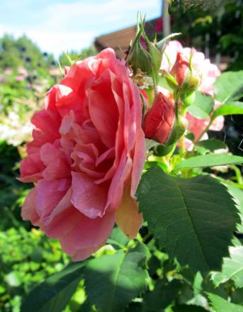 gallery_276_1250_62896.jpg