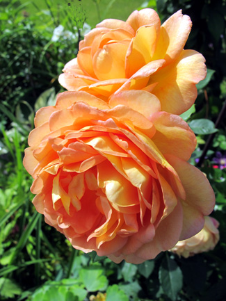 gallery_276_1247_65290.jpg