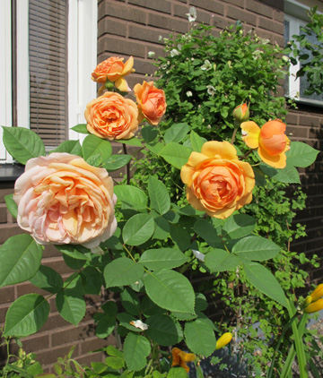 gallery_276_1247_72181.jpg