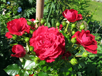 gallery_276_1250_61579.jpg