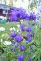gallery_75509_5498_457.jpg