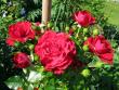 tn_gallery_276_1250_61579.jpg