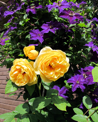gallery_276_1247_53841.jpg