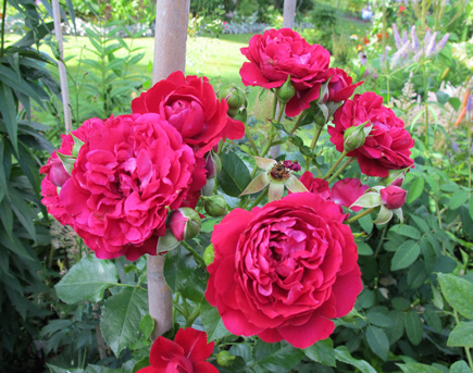 gallery_276_1250_20143.jpg