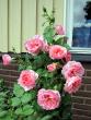 tn_gallery_276_1247_78049.jpg