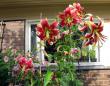 tn_gallery_276_1323_8469.jpg