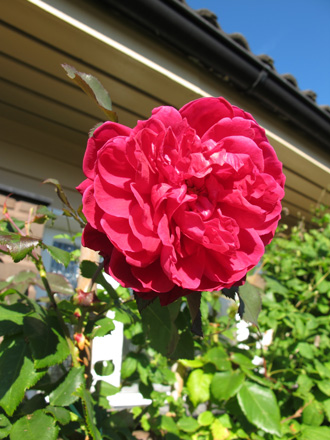 gallery_276_1250_51397.jpg