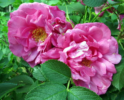 gallery_276_1645_73914.jpg