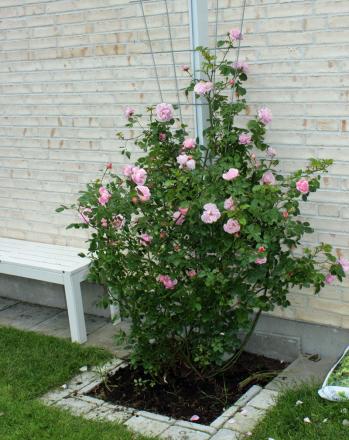 gallery_57467_5560_52092.jpg
