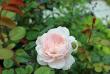 tn_gallery_57467_5560_1407.jpg