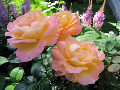 gallery_276_1646_17462.jpg