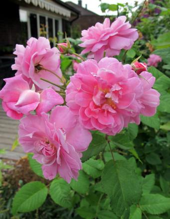 gallery_276_1247_84751.jpg
