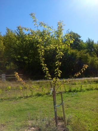 gallery_77044_5571_22816.jpg