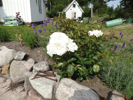 gallery_78927_5576_33433.gif