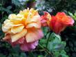 tn_gallery_276_1250_40500.jpg