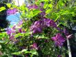 tn_gallery_276_1322_113854.jpg