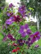 tn_gallery_276_1322_25430.jpg