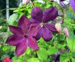 tn_gallery_276_1322_27845.jpg