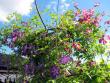 tn_gallery_276_1322_46975.jpg
