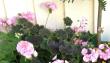 tn_gallery_30_5594_88482.jpg