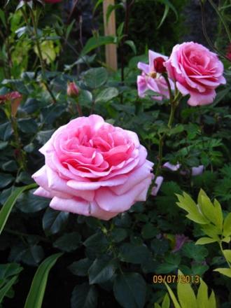 gallery_71323_5497_73731.jpg