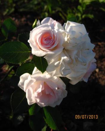 gallery_71323_5497_16737.jpg