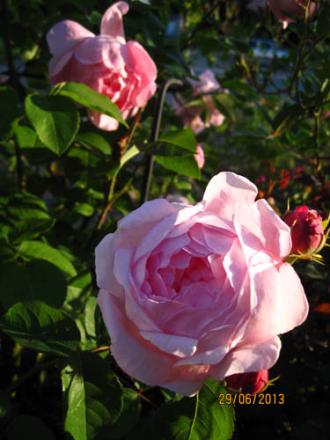 gallery_71323_5497_25888.jpg