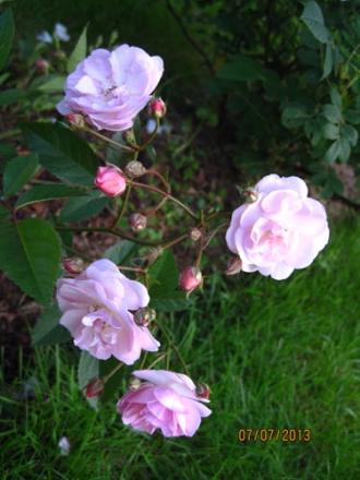 gallery_71323_5497_29708.jpg