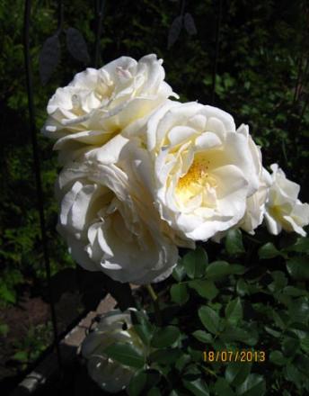 gallery_71323_5497_30091.jpg