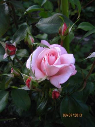 gallery_71323_5497_30177.jpg