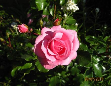 gallery_71323_5497_34707.jpg