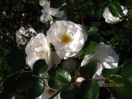 gallery_71323_5497_40892.jpg