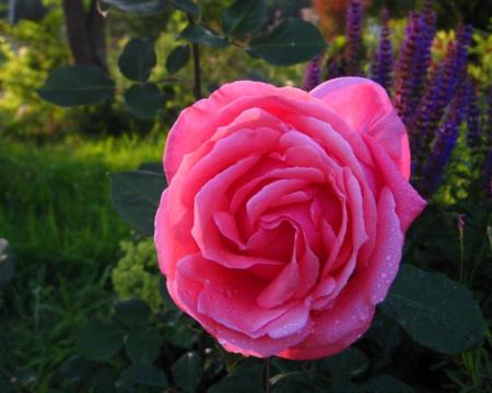 gallery_71323_5497_44795.jpg
