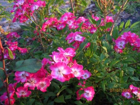 gallery_71323_5497_55009.jpg