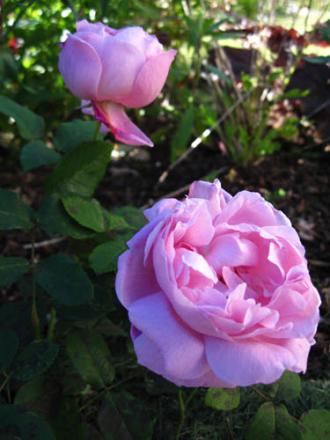 gallery_71323_5497_64742.jpg