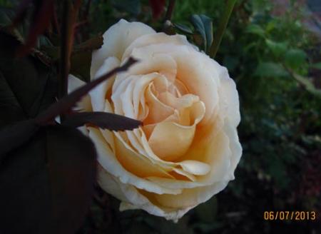 gallery_71323_5497_9742.jpg